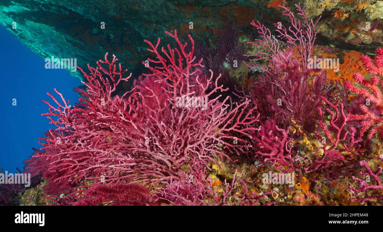 Coral rojo gorgoniano suave (Paramuricea clavata) bajo el agua en el mar Mediterráneo, Costa Brava, España Foto de stock