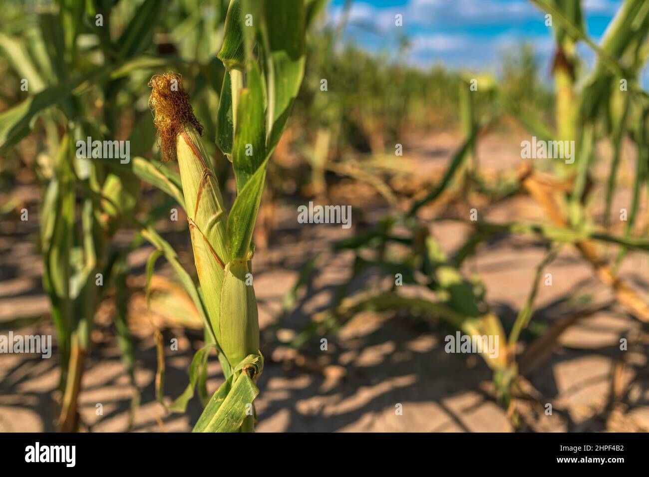 Cultivos de maíz no desarrollados afectados por la falta de agua y la sequía, enfoque selectivo Foto de stock