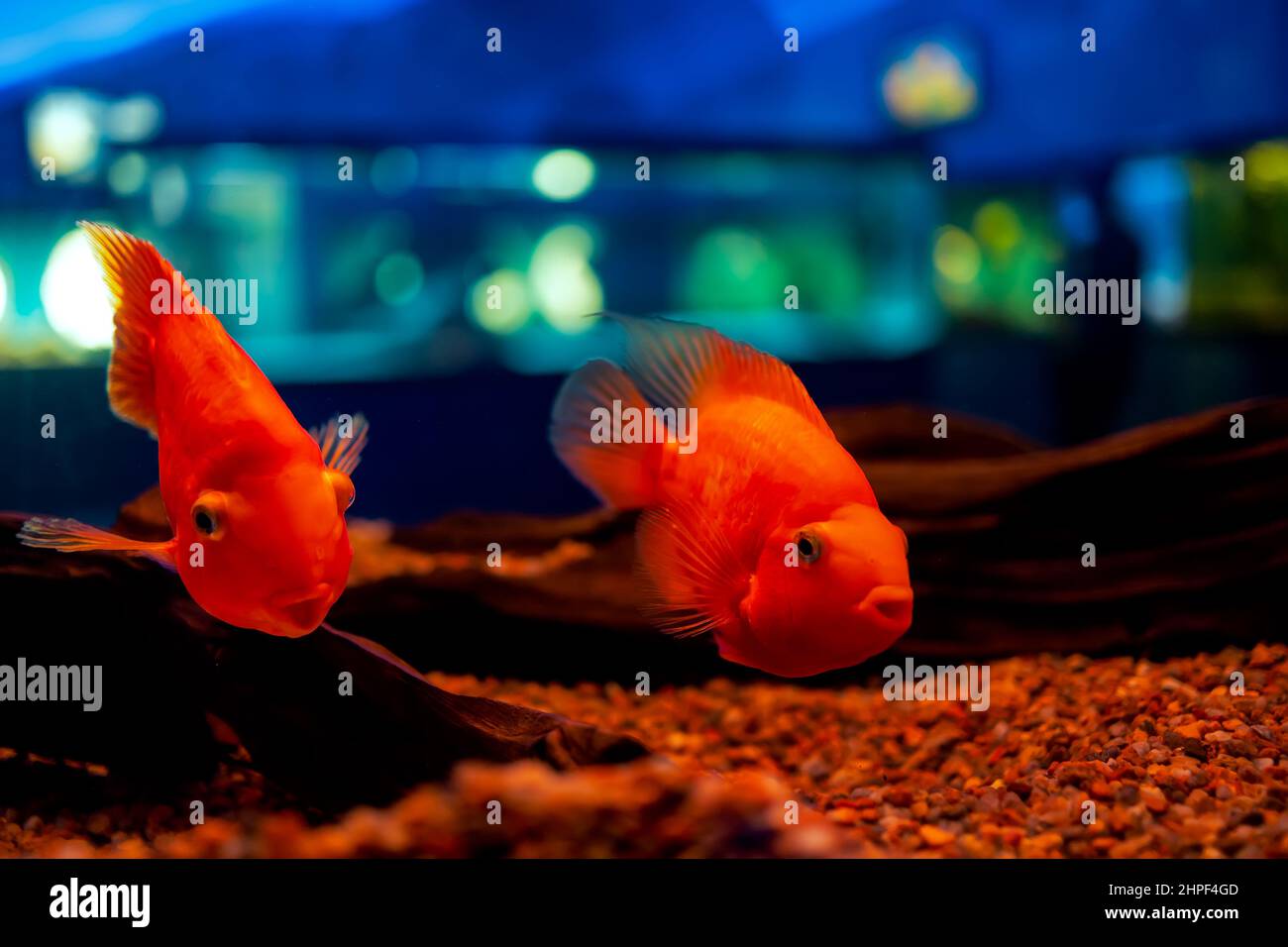 fondo del tanque de peces de agua dulce