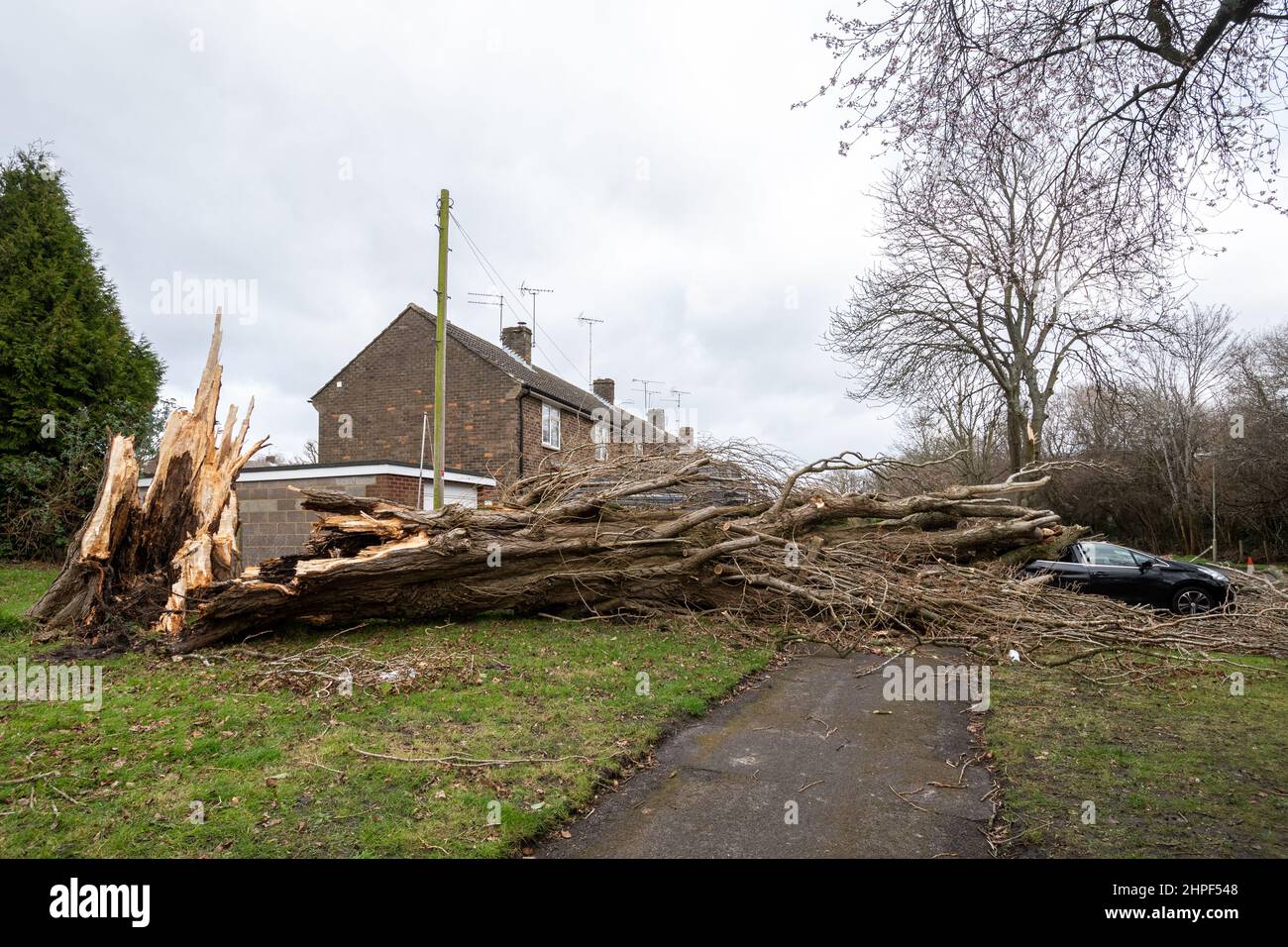 Febrero 2022, Storm Eunice Daño. Un coche aparcado fuera de las casas fue aplastado por un gran árbol caído durante la tormenta Eunice en Marrowbrook Lane, Farnborough, Hampshire, Inglaterra, Reino Unido. La velocidad de viento más alta jamás vista en Inglaterra de 122 mph fue registrada durante la tormenta que ocurrió el 18th de febrero de 2022, una de las tres tormentas nombradas en 5 días. El clima extremo está relacionado con la crisis del cambio climático. Foto de stock