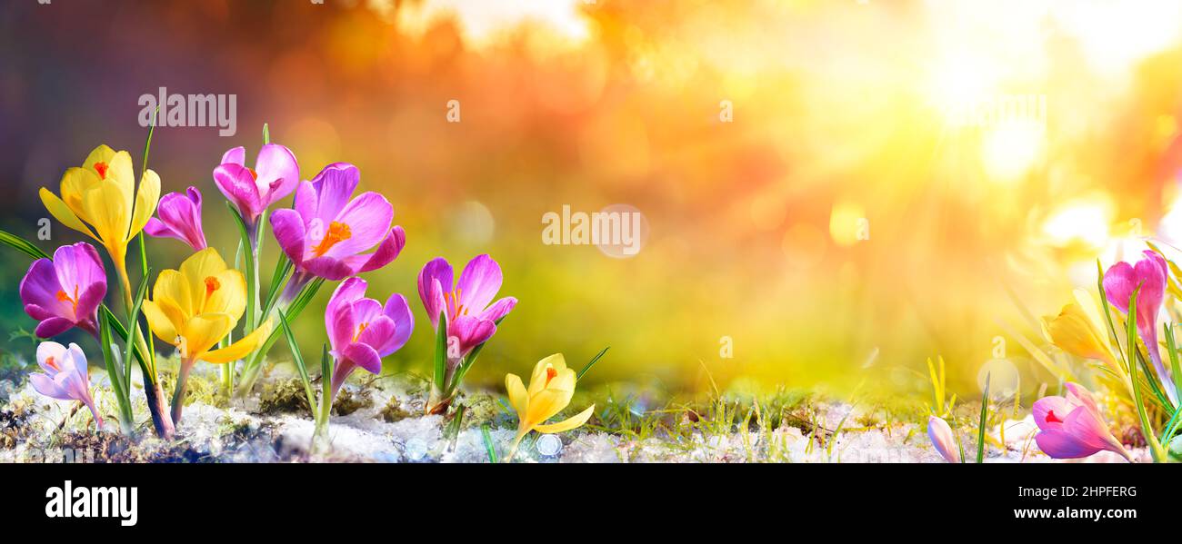 Flores de Primavera - Crocus Blossoms en Hierba con la luz del sol Foto de stock