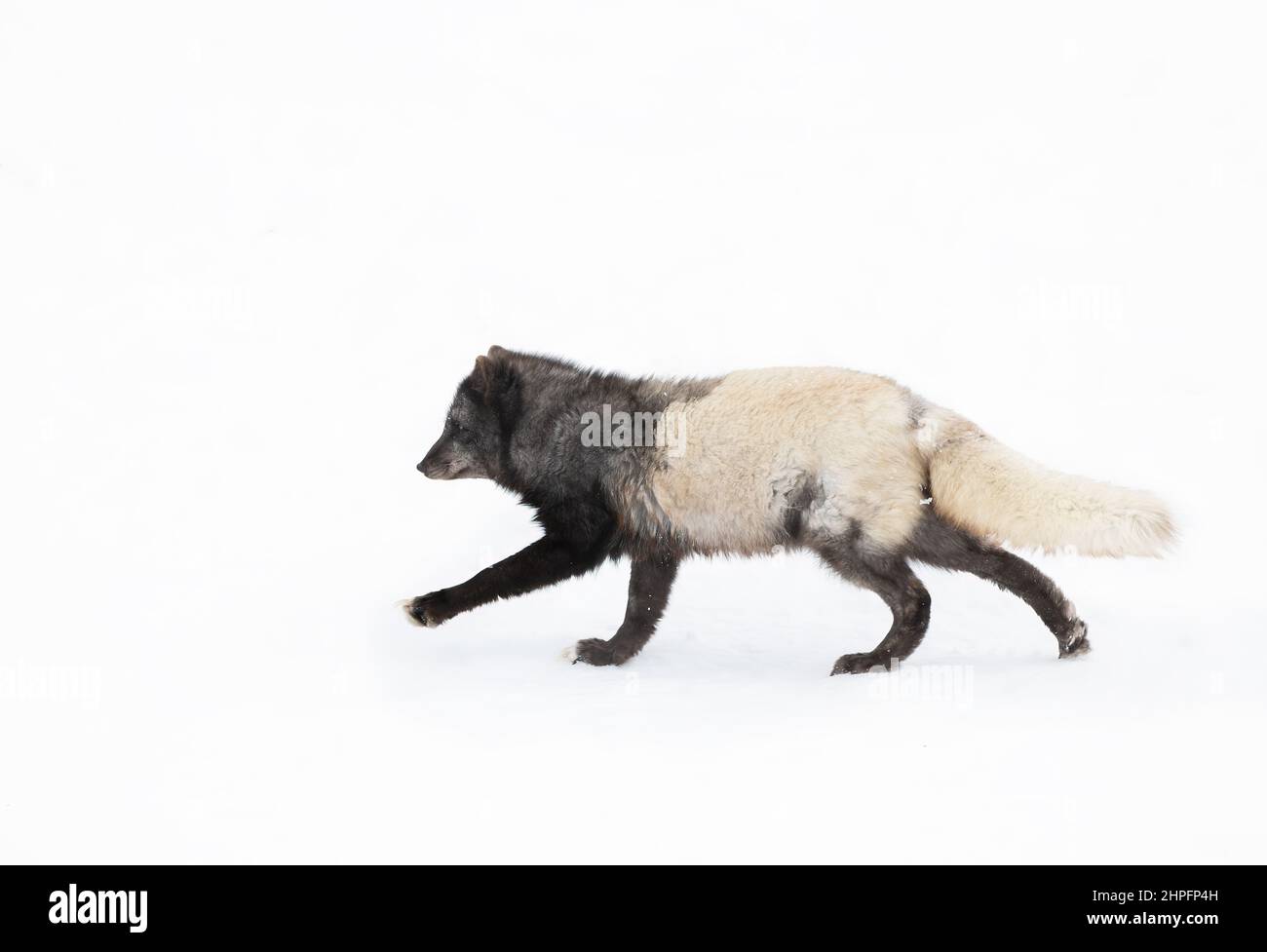 Zorro ártico Vulpes lagopus en marrón y blanco abrigo de invierno corriendo en la nieve en invierno en Canadá Foto de stock