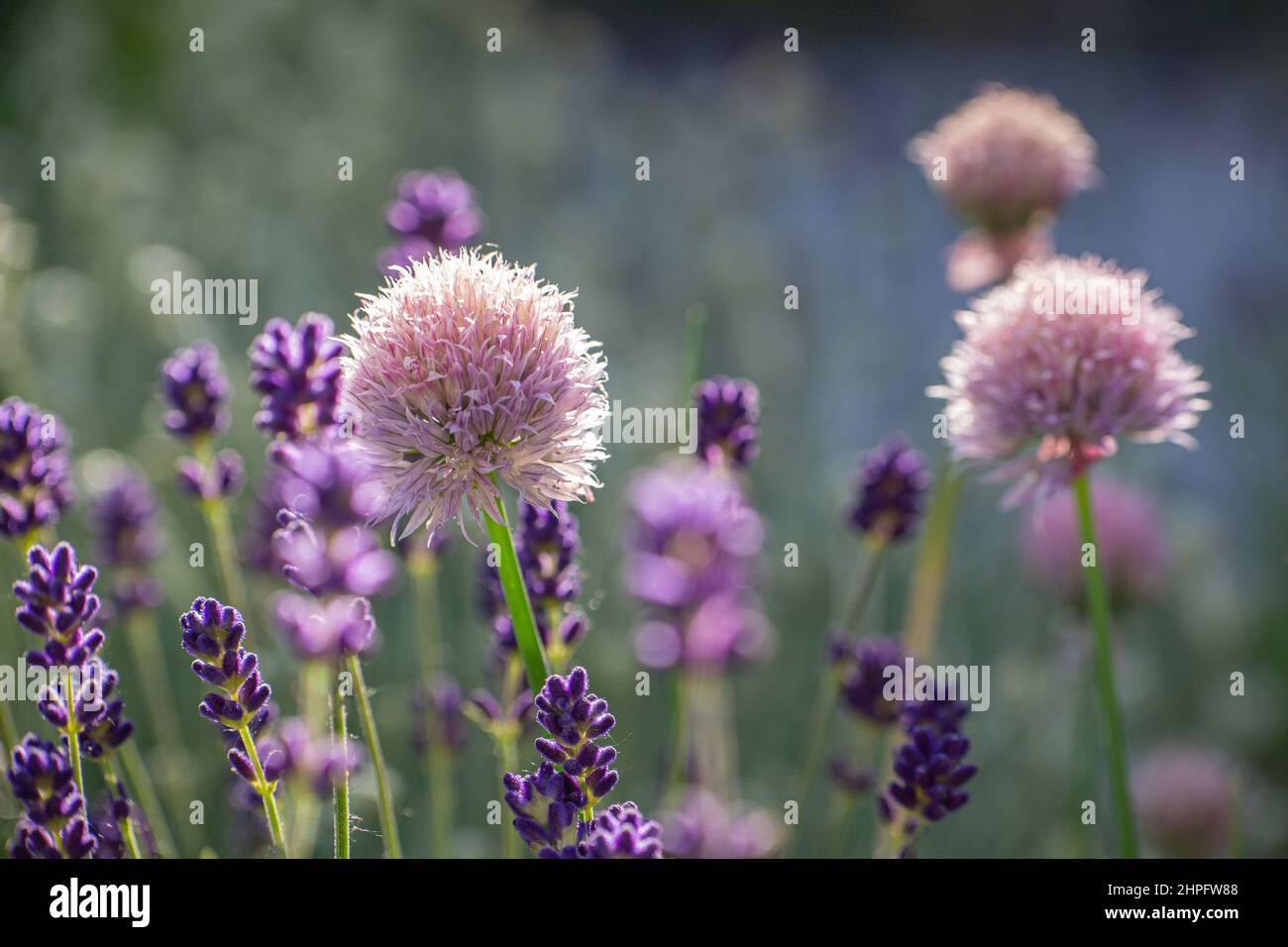 Primer plano de una flor de cebolleta y brotes de lavanda azul Fotografía  de stock - Alamy