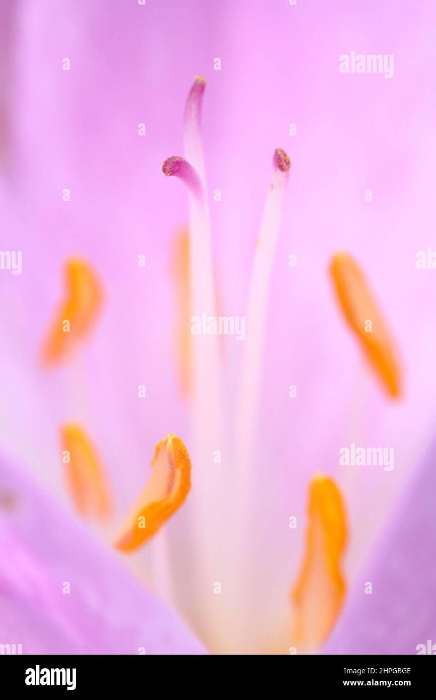 Colchicum 'Lilac Wonder' otoño crocus. Bulbo de floración de otoño. REINO UNIDO Foto de stock