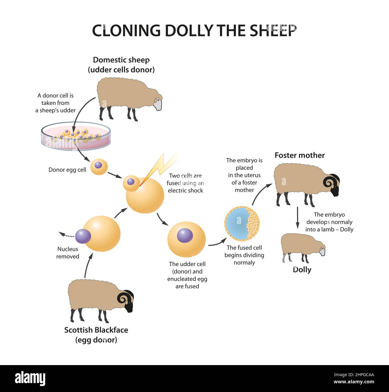 Clonación de la ilustración de ovejas Dolly Foto de stock