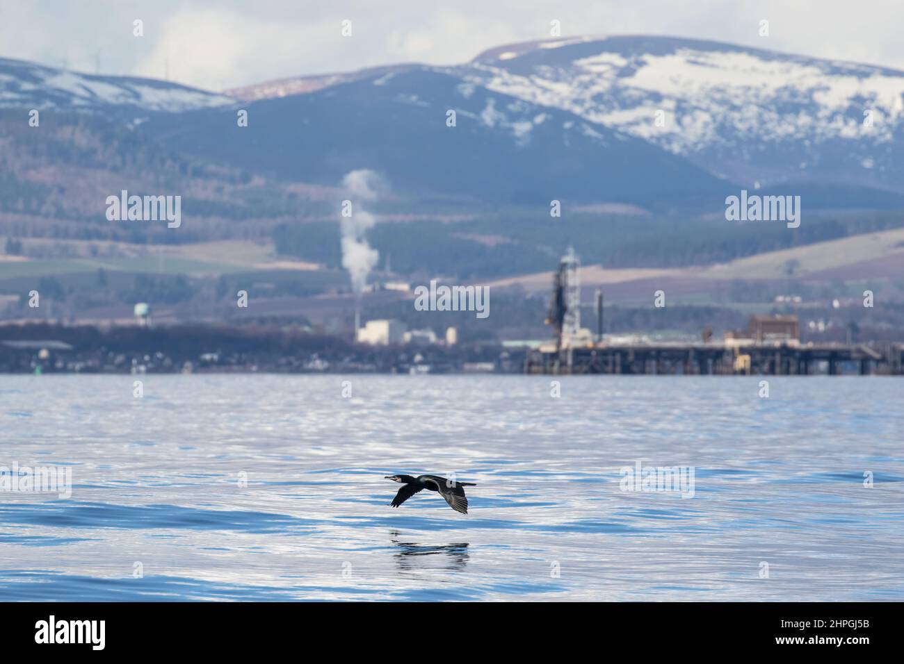 Un Cormorán negro , volando bajo a través del agua del Firth de Cromarty . Naturaleza con un fondo contrastante de Industria y Montañas . Escocia. Reino Unido Foto de stock