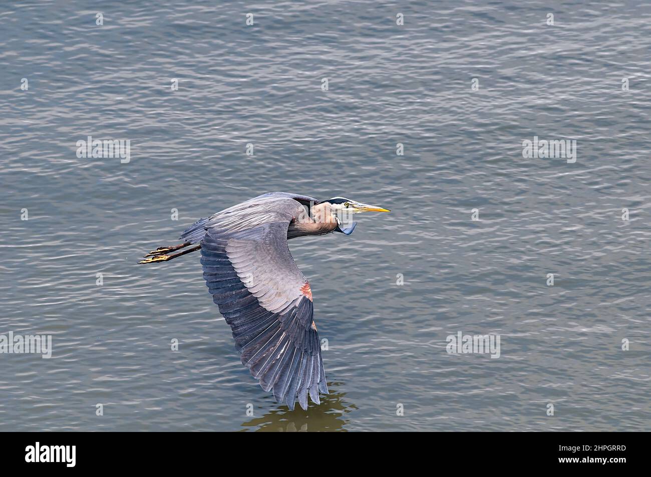 Un gran Heron Azul (Ardea herodias) volando bajo sobre el agua. Foto de stock