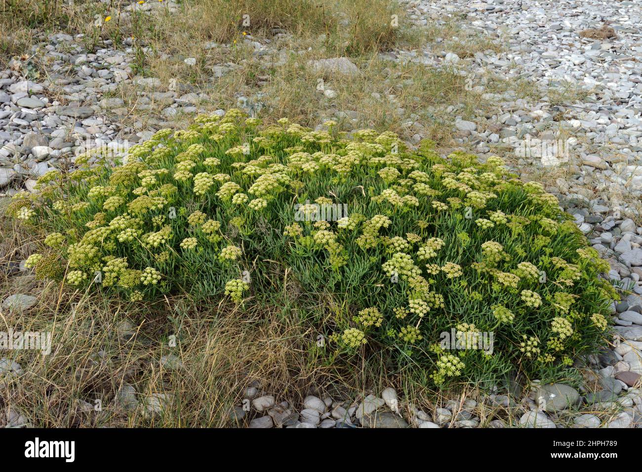 Crithmum maritimum es una especie halofítica suculenta que se encuentra en las rocas y los guijarros costeros. Foto de stock