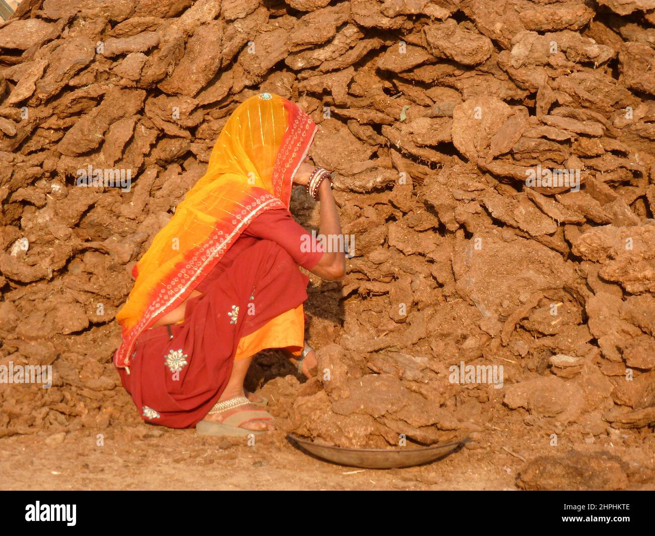 Recolección de estiércol en camelfair en Pushkar, Rajasthan, India Foto de stock