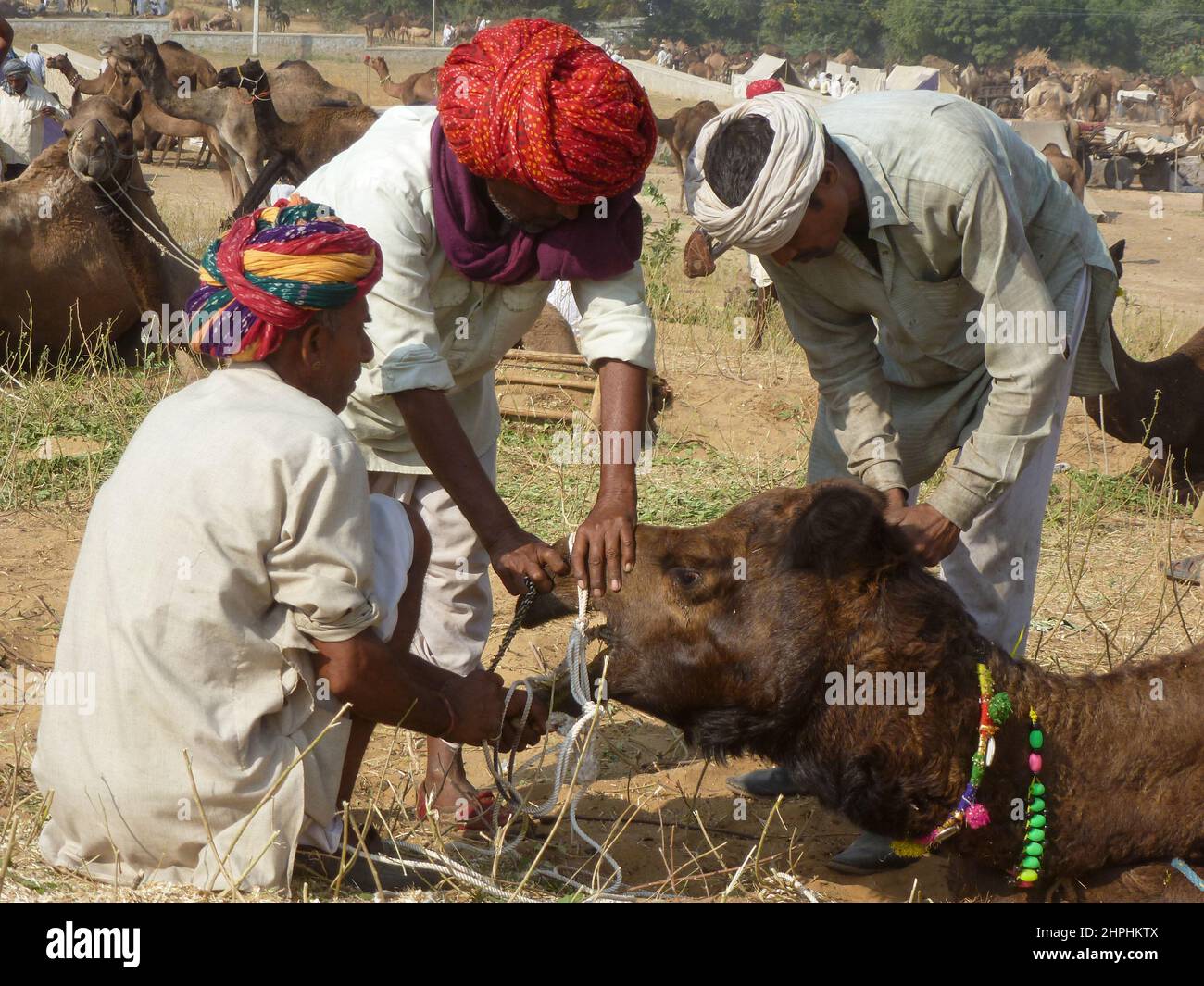 Feria de camellos en Pushkar, Rajastan, India Foto de stock