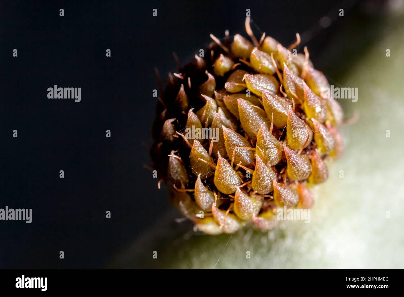 Macro detalle de Prickly Pear floración brote Foto de stock