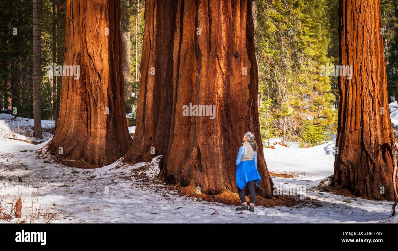 Hiker under a Giant Sequoia in the Mariposa Grove, Yosemite National Park, California USA Foto de stock
