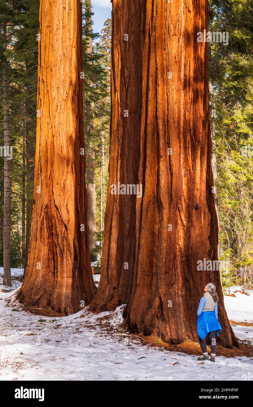 Hiker under a Giant Sequoia in the Mariposa Grove, Yosemite National Park, California USA Foto de stock