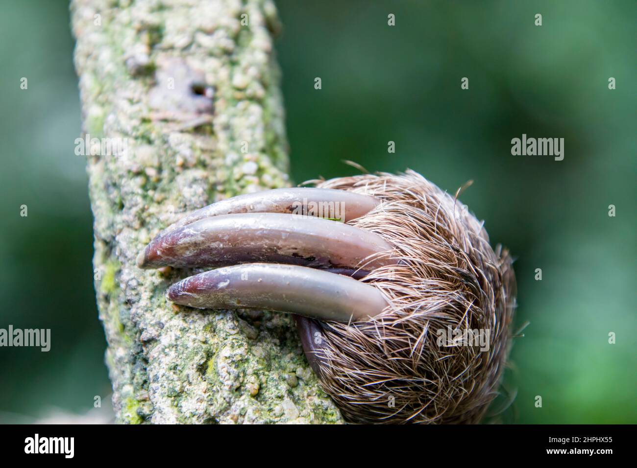Las patas traseras se aferran a la Sloth de dos dedos de Linneaus (Choloepus didactylus). Una especie de perezoso de América del Sur, tiene pelo más largo, ojos más grandes Foto de stock