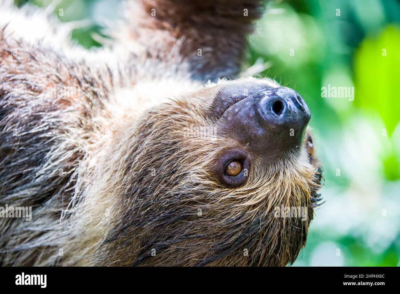 La imagen más cercana de la Sloth de dos dedos de Linneaus (Choloepus didactylus). Una especie de perezoso de América del Sur, tiene pelo más largo, ojos más grandes Foto de stock