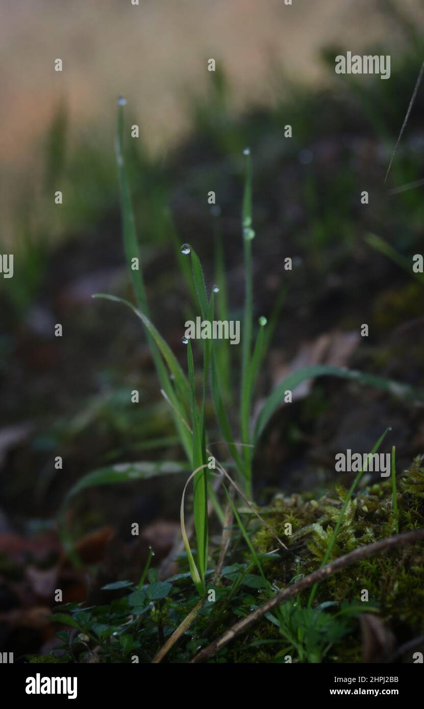 hierba verde con gotas de rocío en un prado Foto de stock
