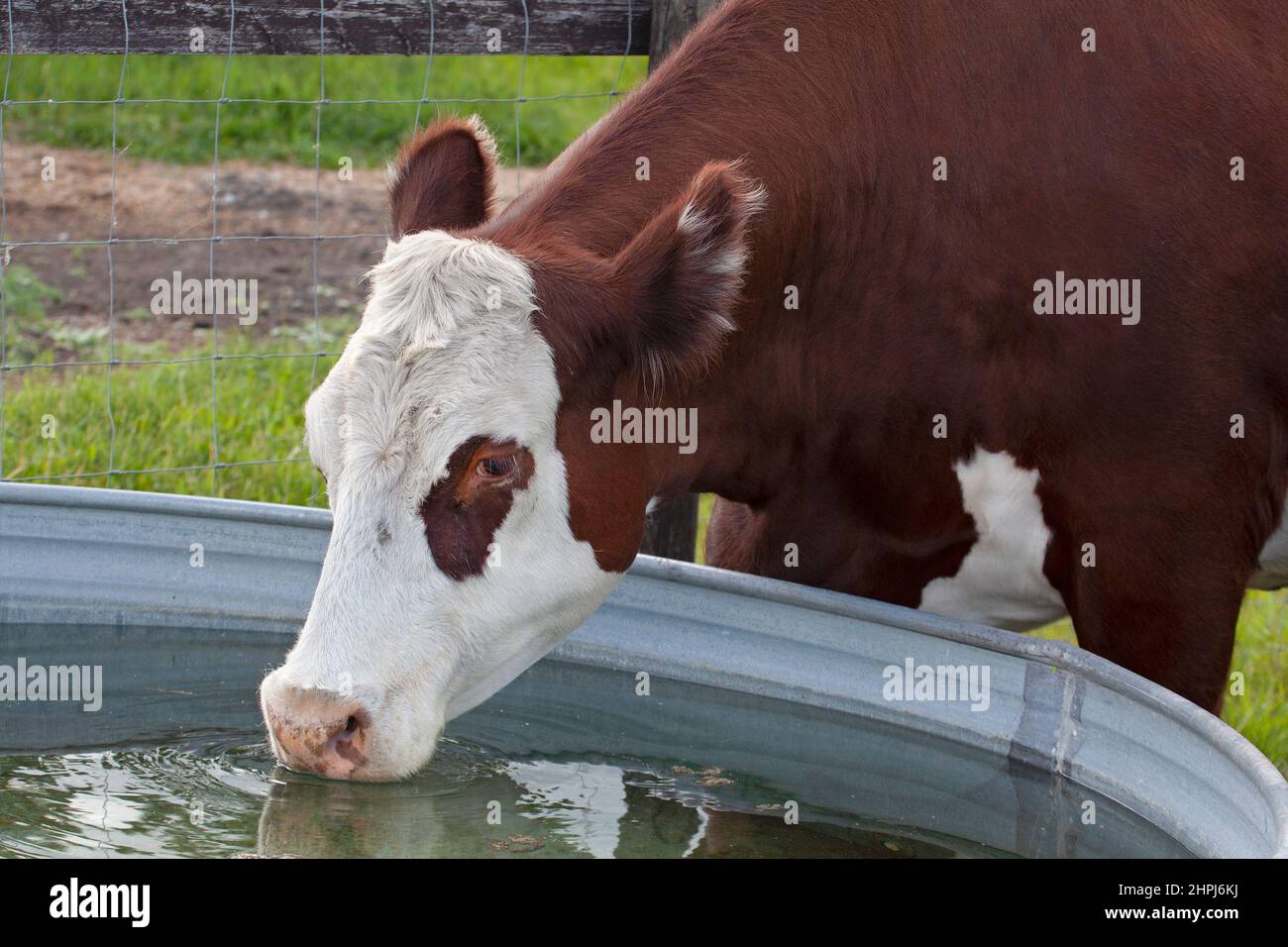 Vaca Hereford bebiendo de un canal de agua en un pasto al aire libre en un santuario de animales de granja Foto de stock