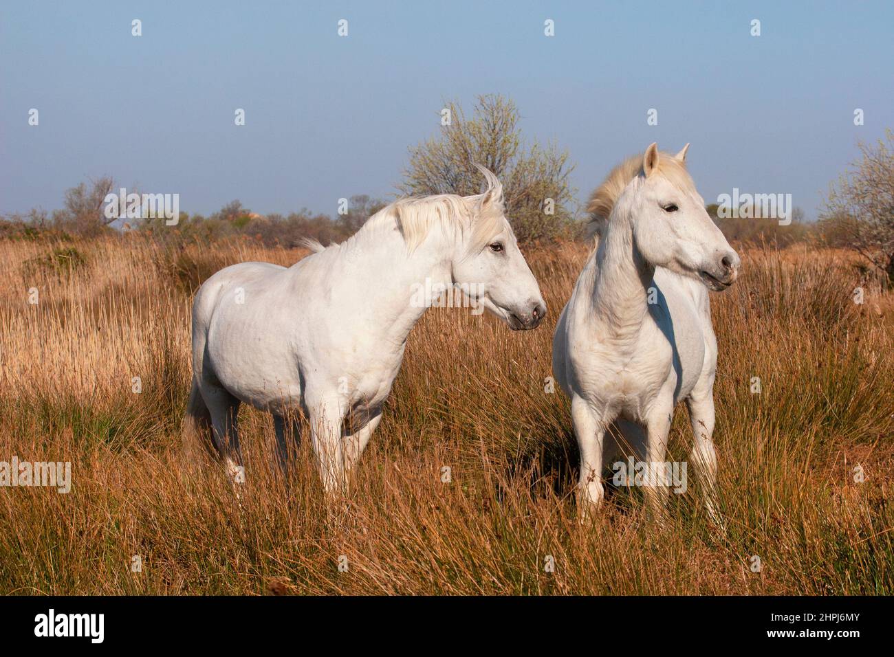 Dos caballos blancos de Camarga, sementales en un campo en Provenza, sur de Francia Foto de stock