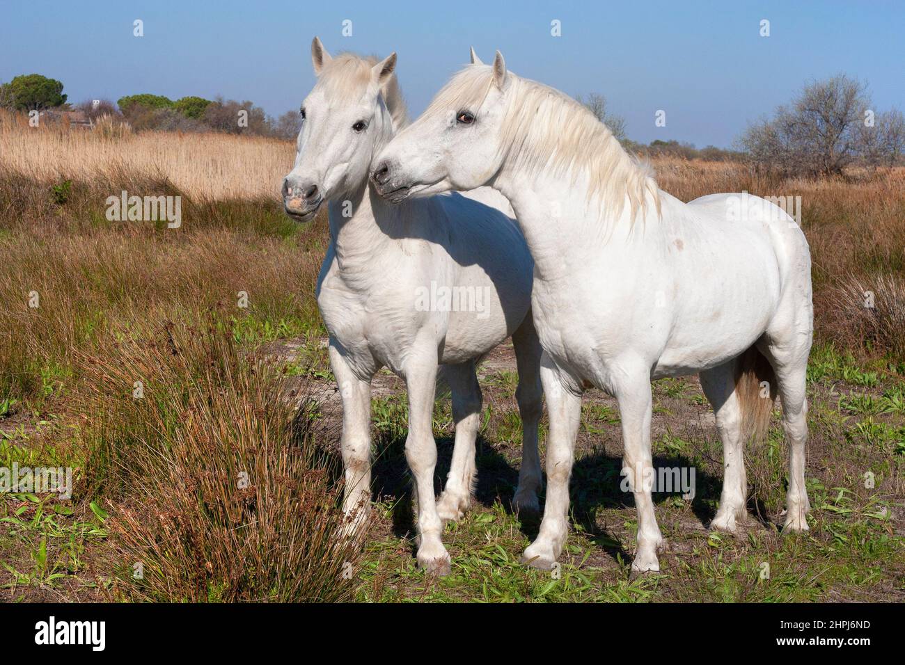 Dos caballos de camarga, sementales en las salinas del delta de Camarga, en el sur de Francia Foto de stock