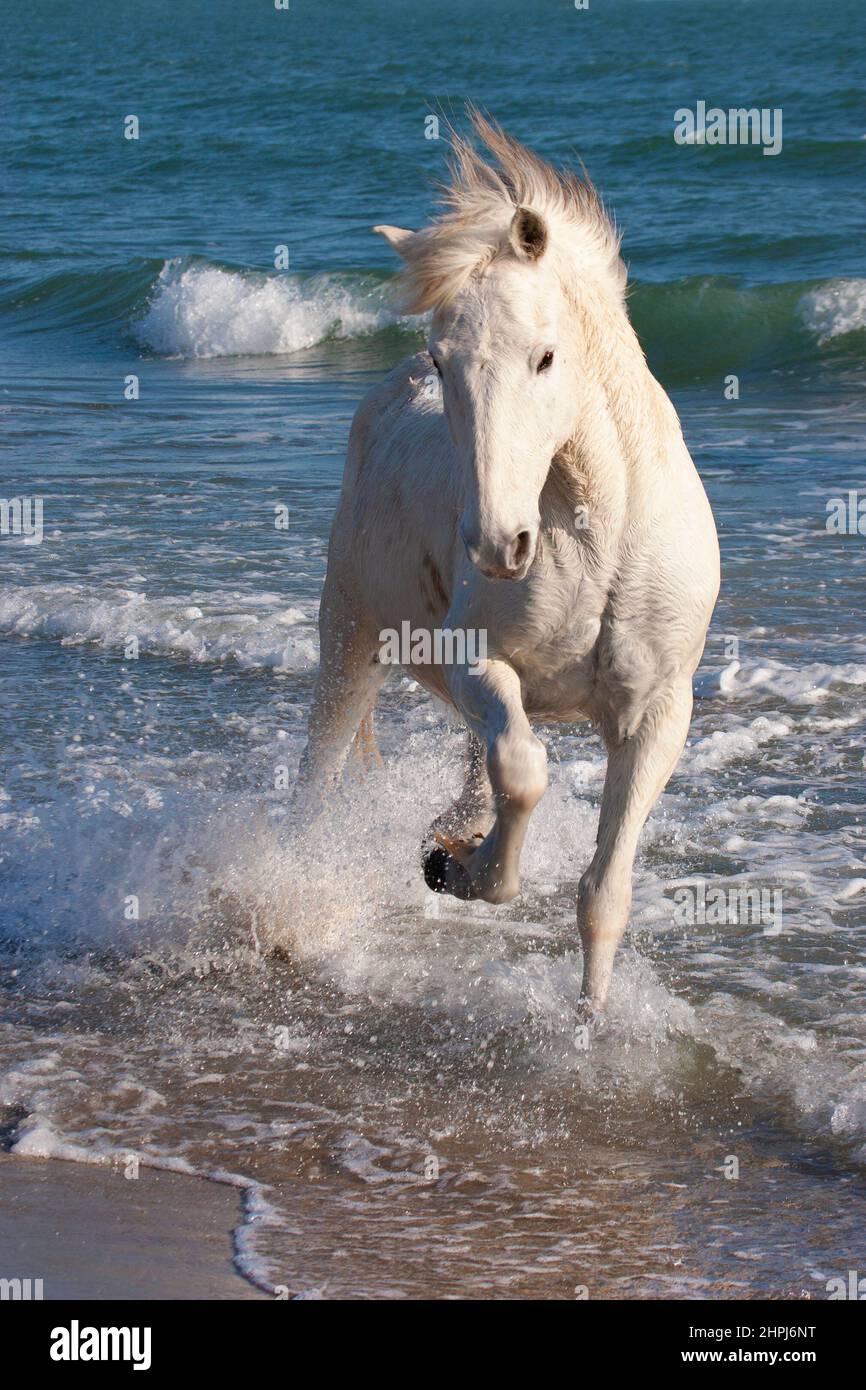 Camargue caballo que corre a través del agua a lo largo de una playa en el mar Mediterráneo en Provenza Foto de stock