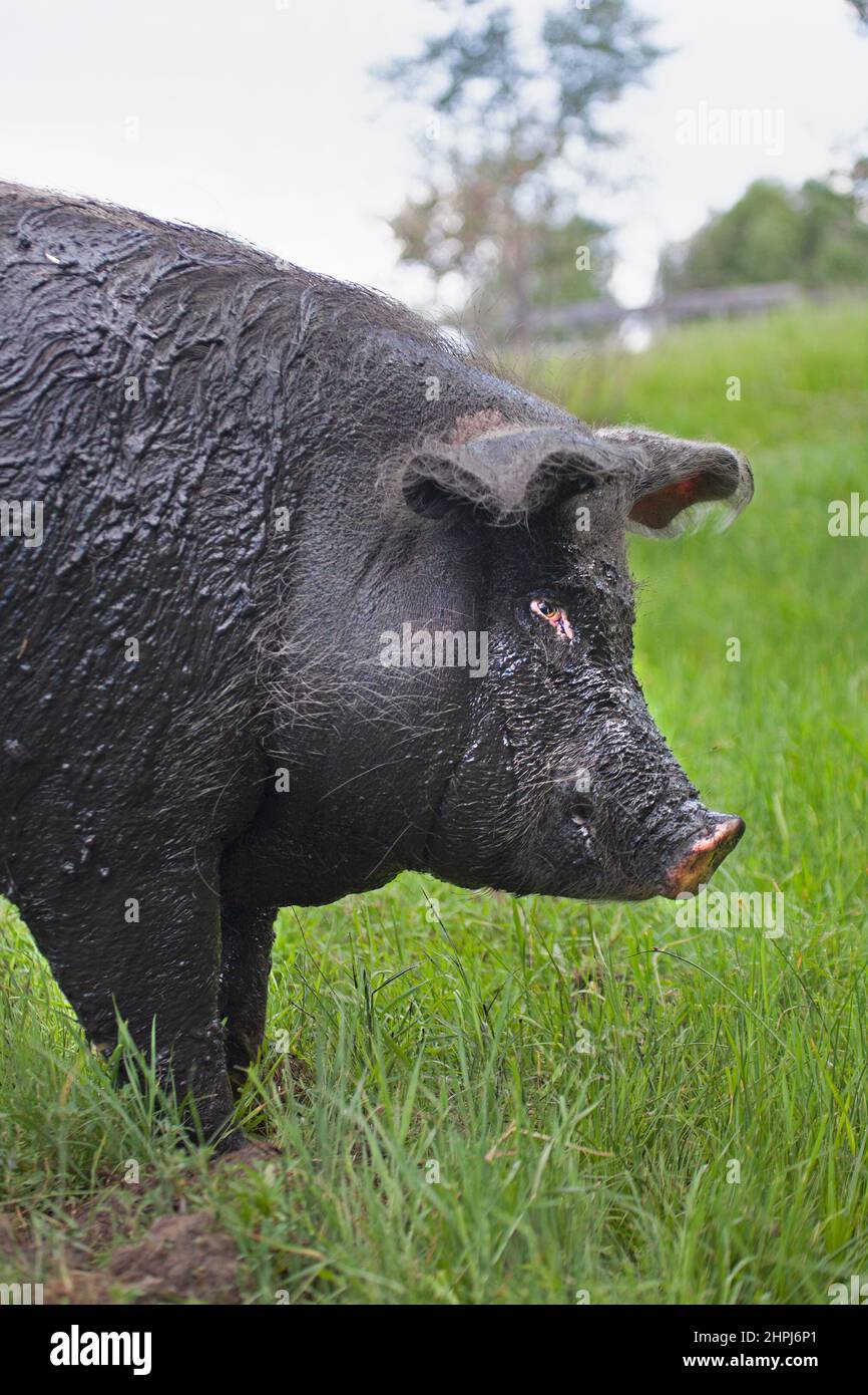 Felizmente cerdo de gran alcance en la hierba de un pasto al aire libre en un santuario de animales, cubierto de barro de waling en un foso Foto de stock