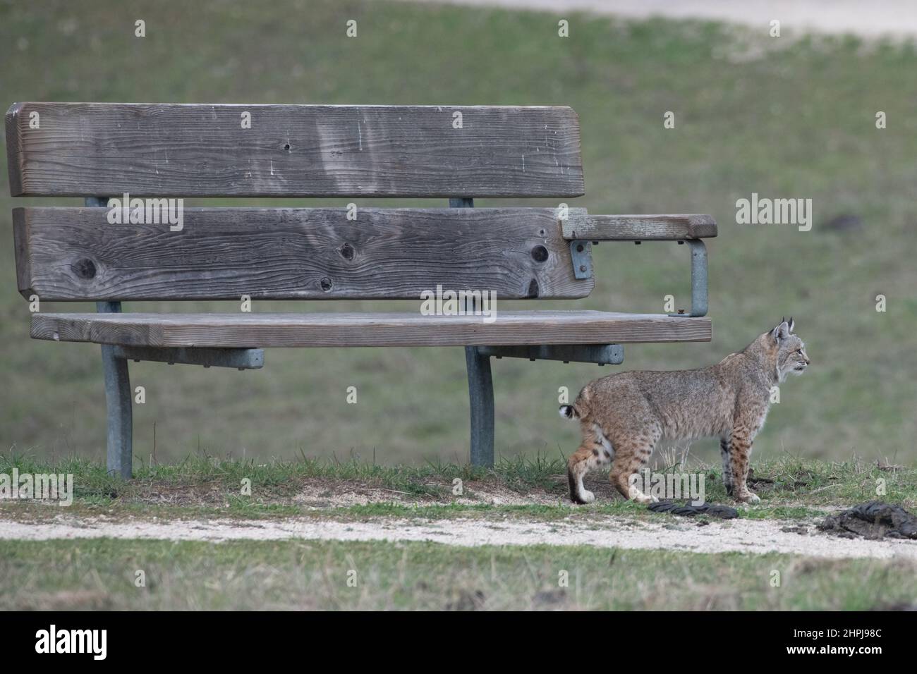 Un gato montés (Lynx rufus) está al lado de un banco del parque mostrando lo pequeño que es, los observadores a menudo sobreestiman el tamaño de estos gatos. Foto de stock