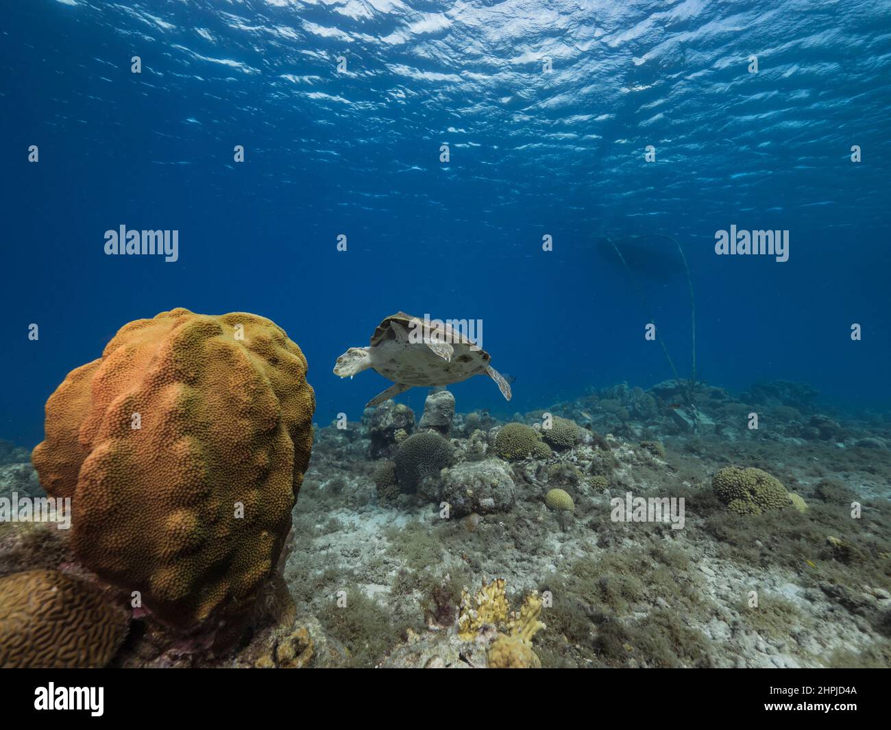 Paisaje marino con tortugas marinas Loggerhead en el arrecife de coral del Mar Caribe, Curacao Foto de stock