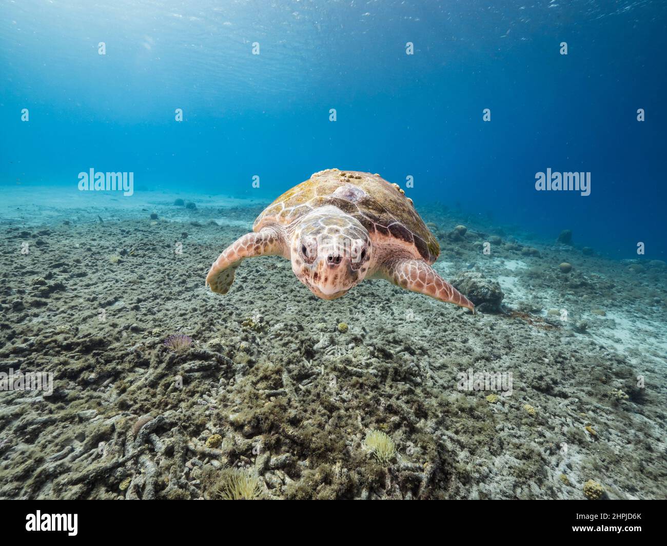 Paisaje marino con tortugas marinas Loggerhead en el arrecife de coral del Mar Caribe, Curacao Foto de stock