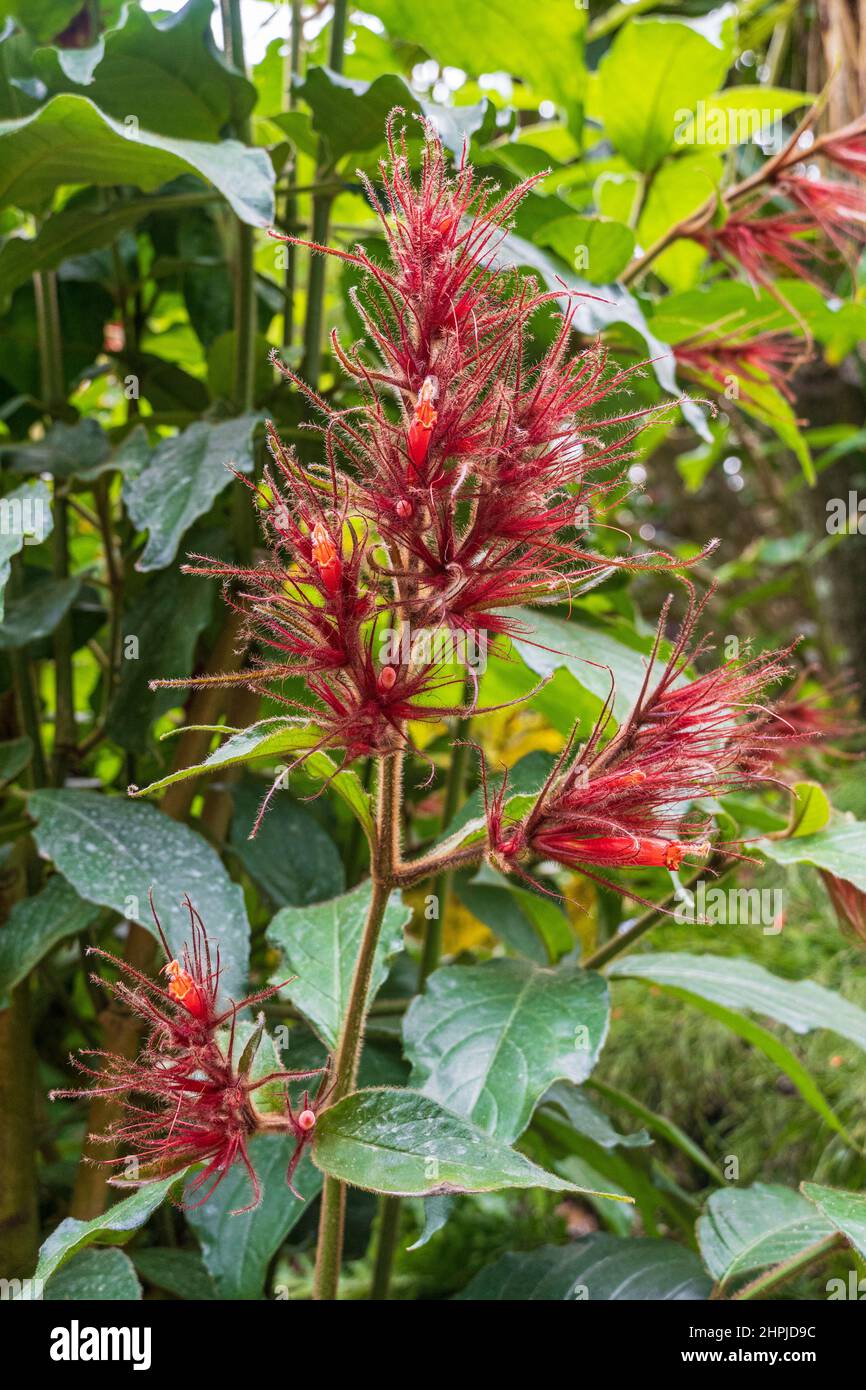 Cola Feathers Planta de Sanchezia (Sanchezia sanmartinensis), vertical - Florida, EE.UU Foto de stock