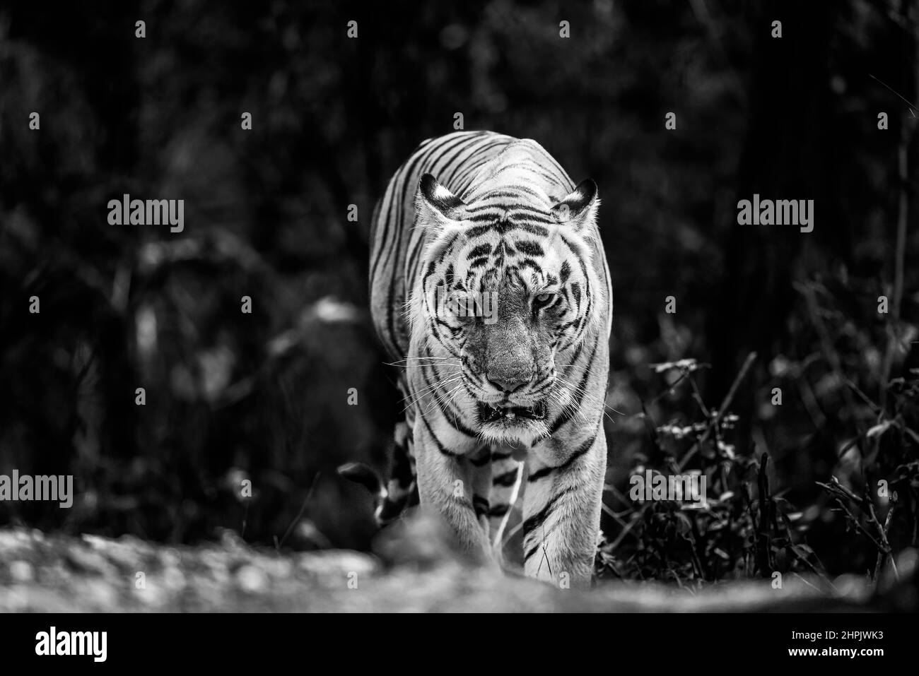 salvaje real bengala enorme cabeza de tigre macho en retrato contacto visual con fondo blanco y negro safari al aire libre de la fauna salvaje en el bosque del parque nacional de kanha Foto de stock