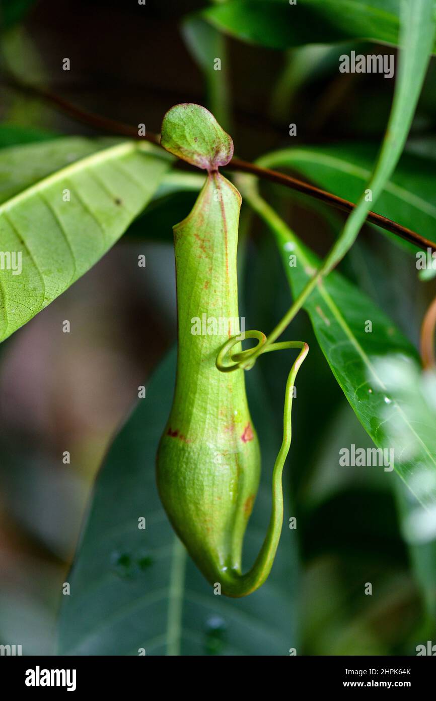 Planta de lanzador silvestre colgando en la selva tropical Foto de stock