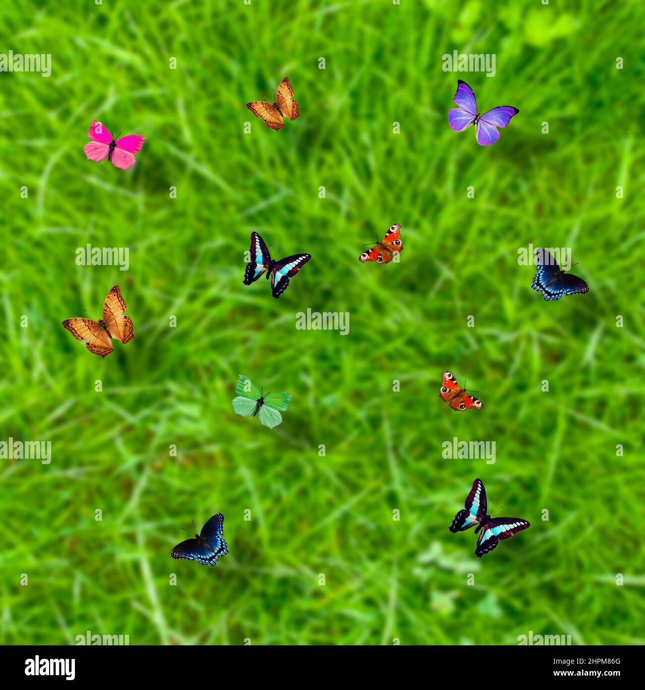 mariposas coloridas sobre un fondo verde prado Foto de stock