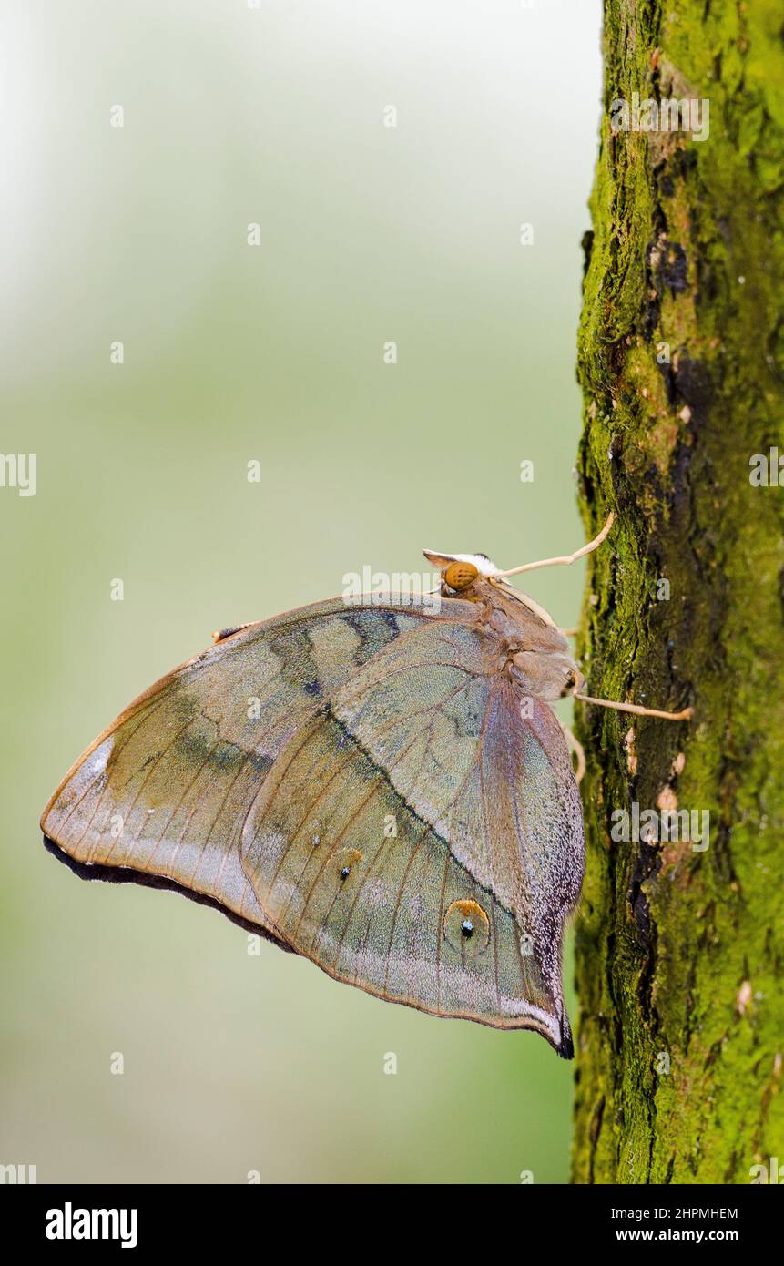 Boleschallia bisaltide, la hoja de otoño, es una mariposa ninfálida que se encuentra en el sur de Asia, el sudeste de Asia y Australasia. Foto de stock