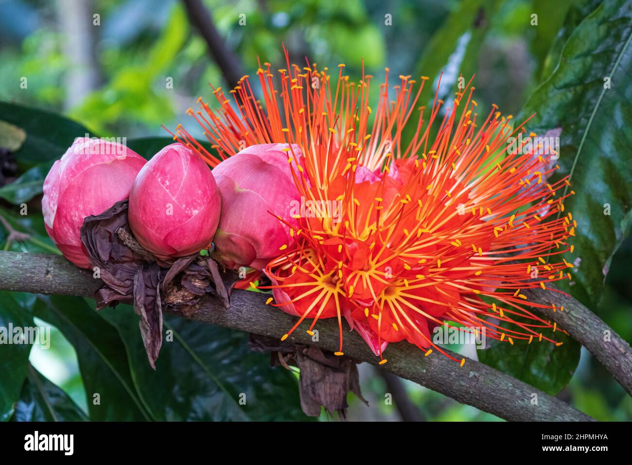 Flor y capullos del árbol de llama de Panamá (Brownea macrophylla) - Florida, Estados Unidos Foto de stock