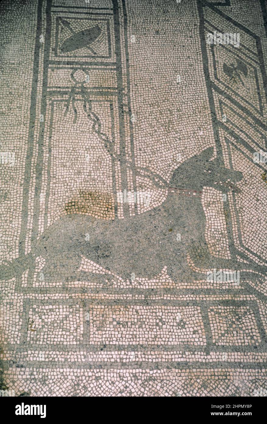Archivo de exploración de las ruinas de la comuna de Pompeya destruida por la erupción del Monte Vesubio en el año 79 d.C. Cave Canem mosaico (cuidado con los perros). Captura de archivo desde una diapositiva. Abril de 1970. Foto de stock