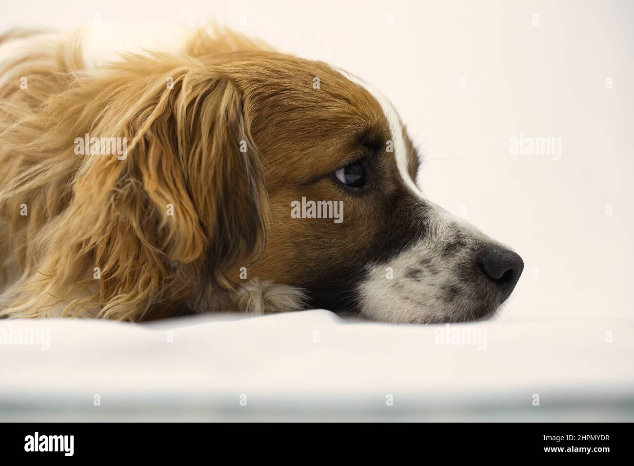 Perro de raza mixta tricolor joven con fondo blanco Foto de stock