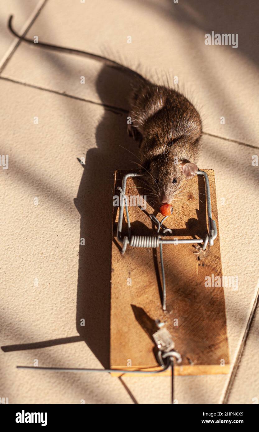 Una rata muerta en un rattrap Foto de stock