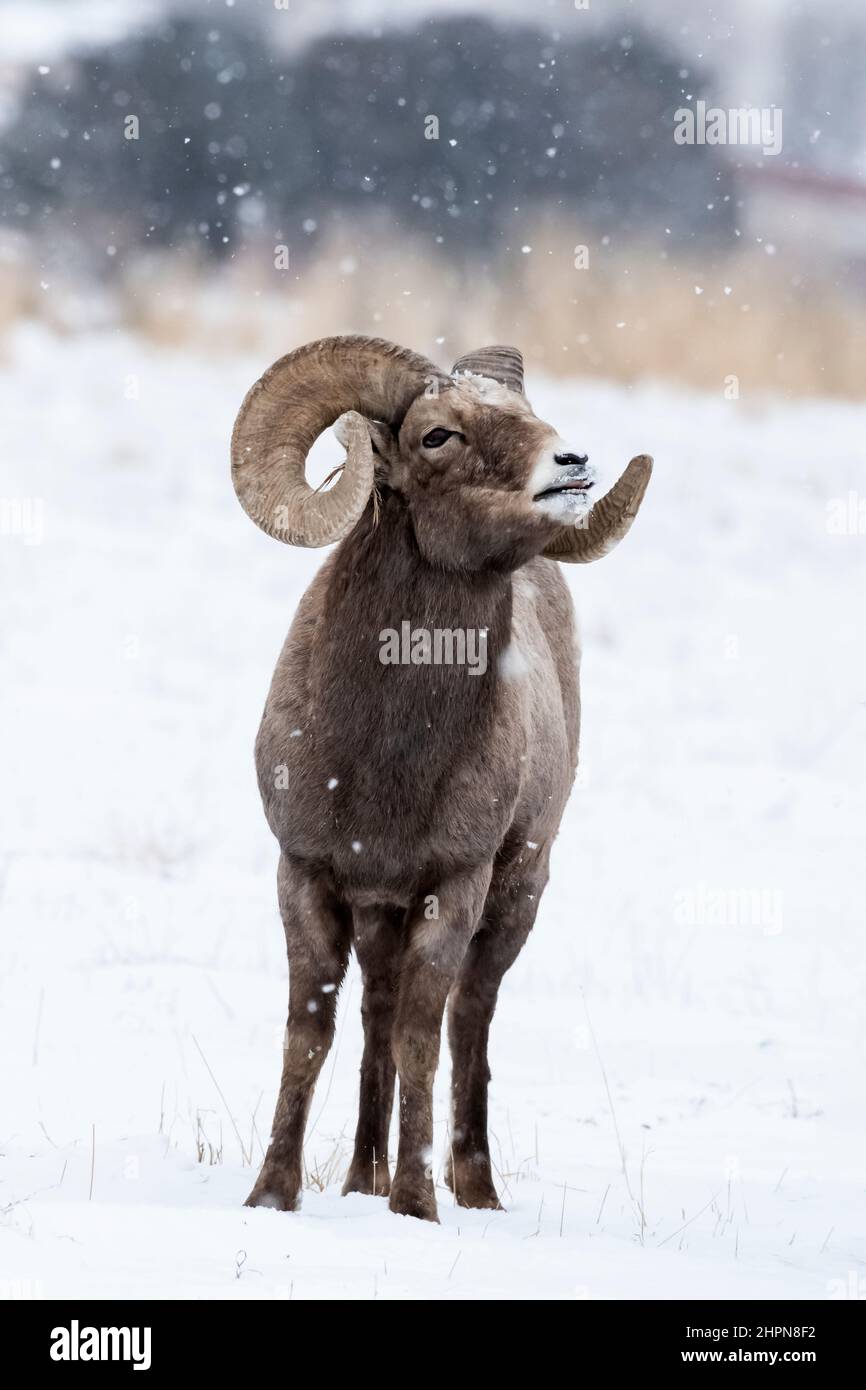 Rocky Mountain Bighorn Sheep, Yellowstone, Montana Foto de stock