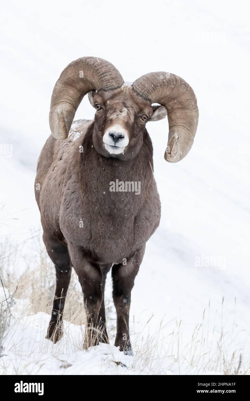 Rocky Mountain Bighorn Sheep, Yellowstone, Montana Foto de stock