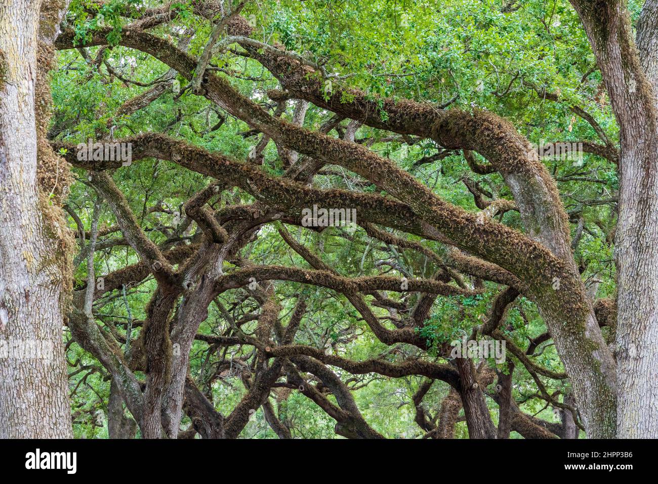 Ramas principales de robles vivos del sur (Quercus virginiana) en el parque Topeekeegee Yugnee (TY) - Hollywood, Florida, Estados Unidos Foto de stock