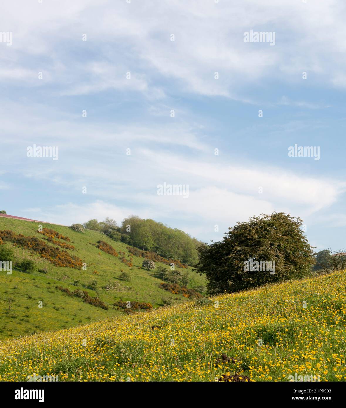 Flores silvestres en Scoar Dale en los Wolds de Yorkshire Foto de stock