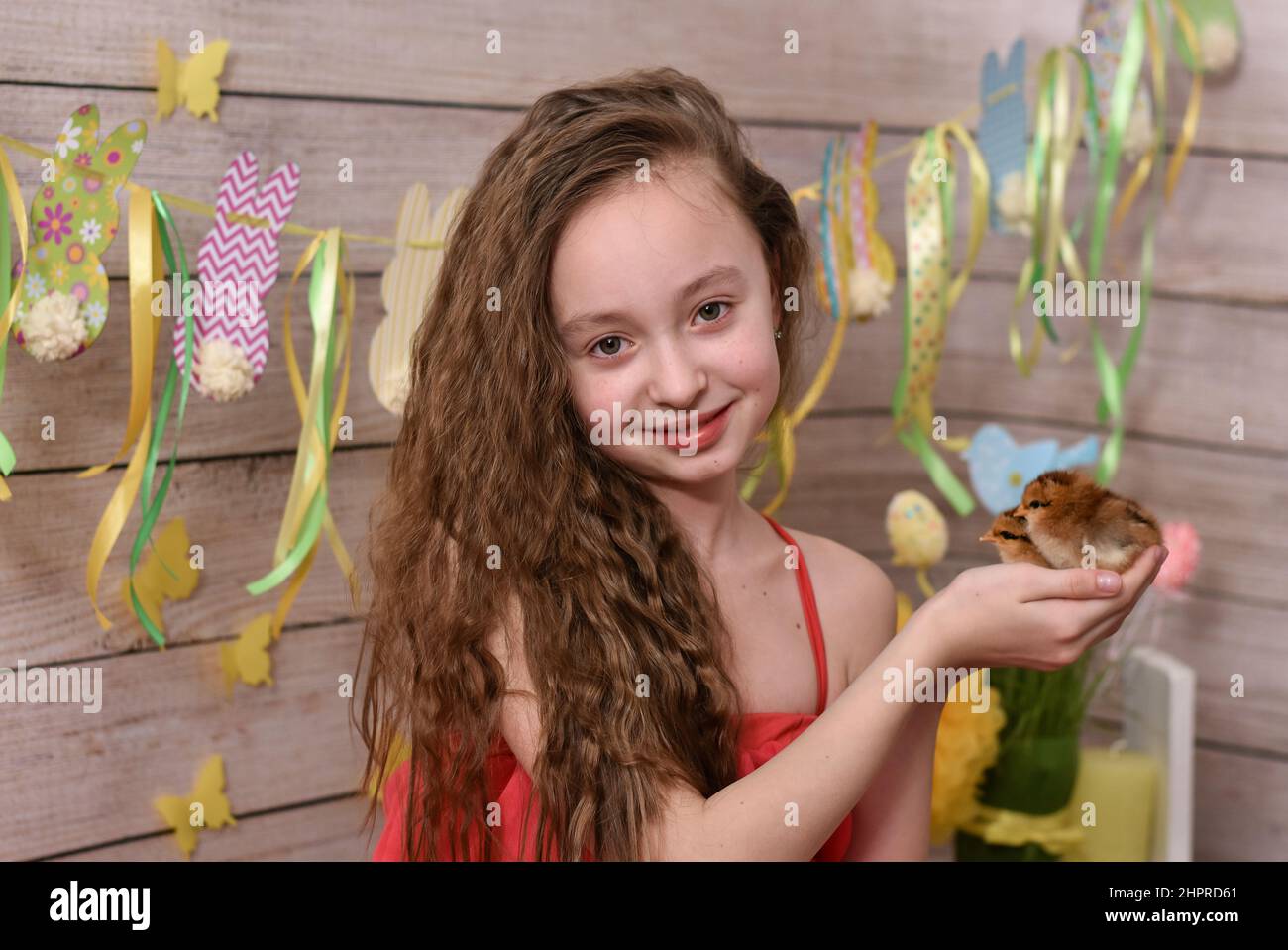 la chica sostiene pollos en sus manos. composición de pascua Foto de stock
