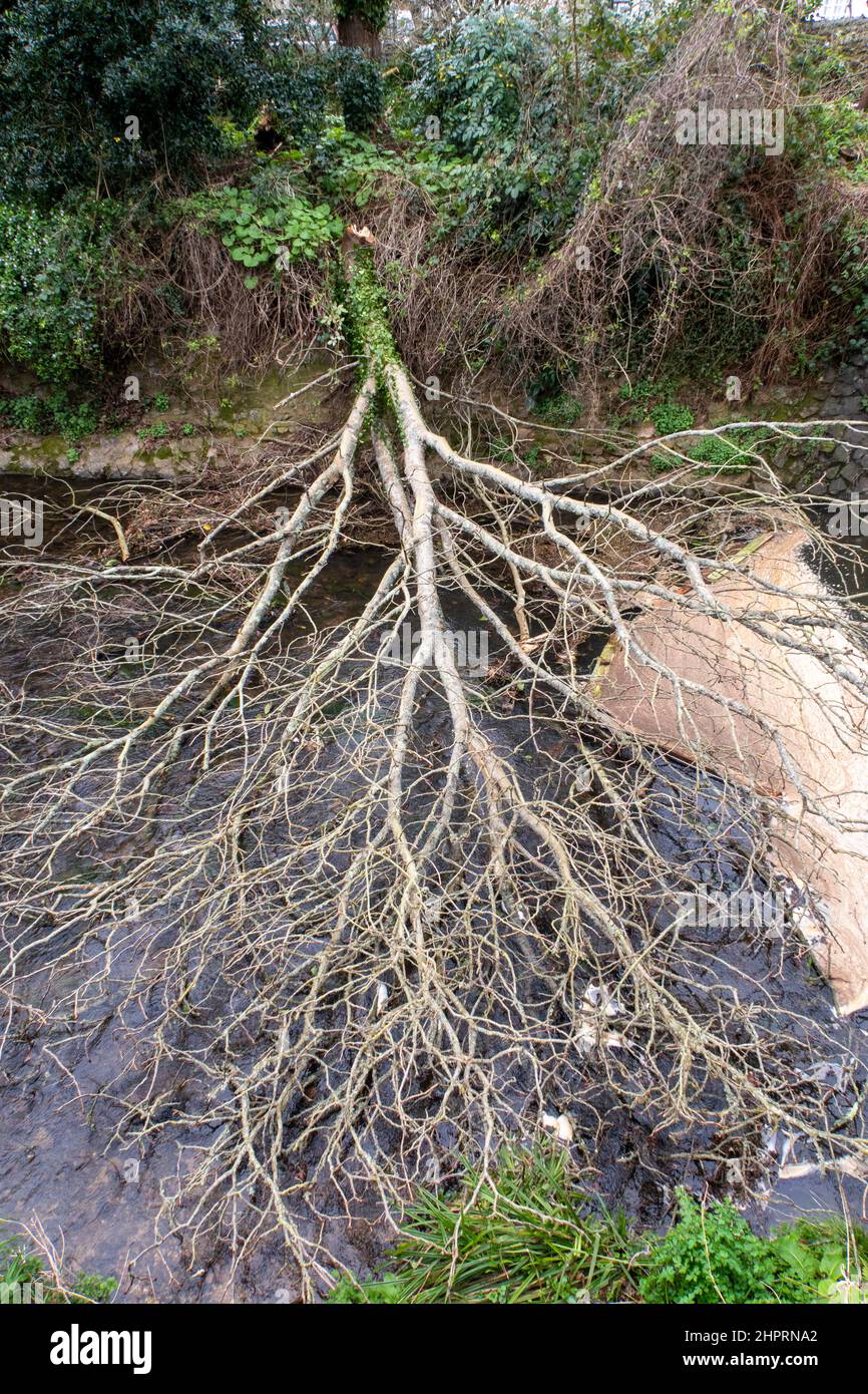 Un árbol cayó a través del río Sid en Sidmouth durante las tormentas del 22 de febrero, tormentas Dudley, Eunice, Franklin Foto de stock