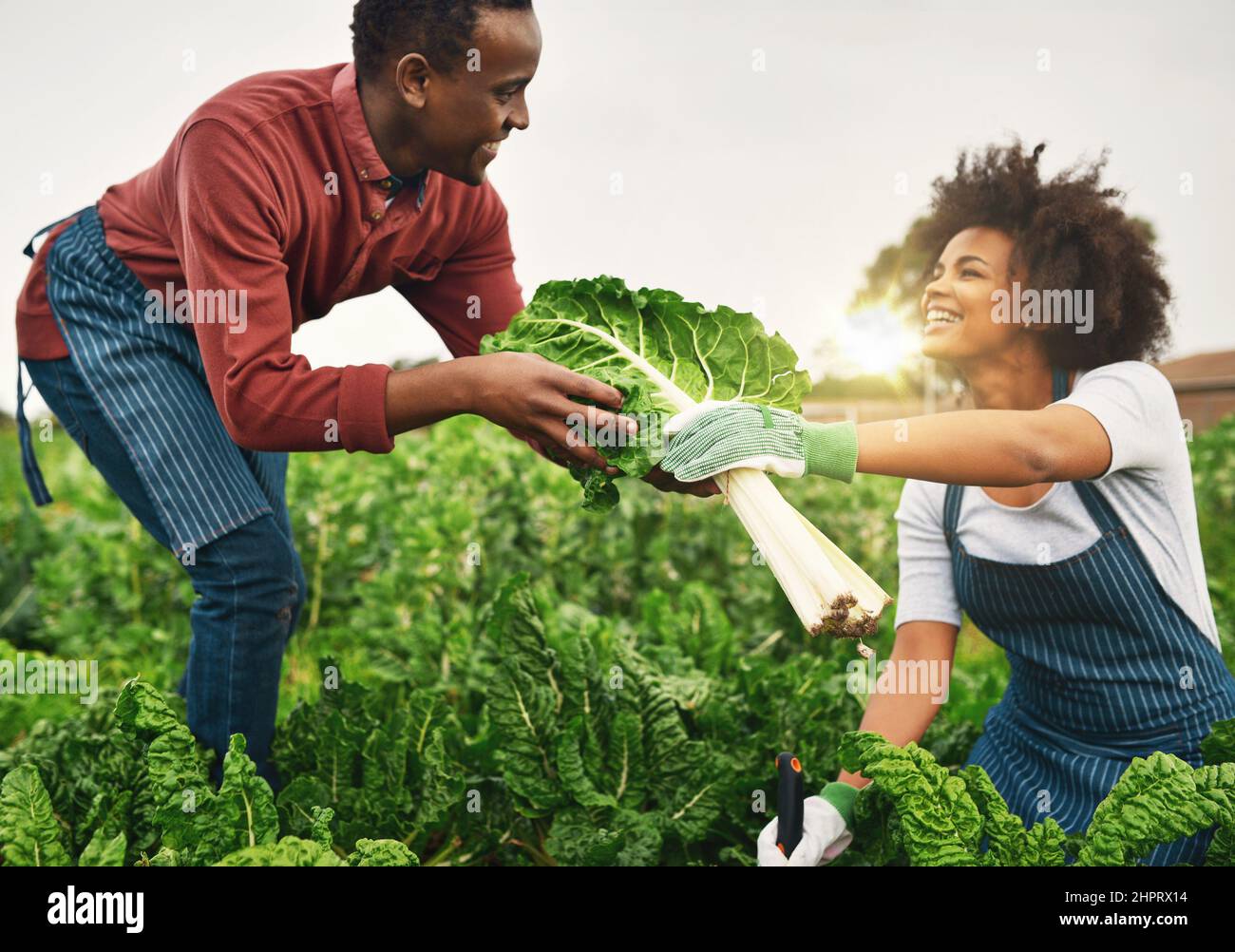 Debe ser temporada de espinacas. Foto recortada de una joven pareja de granjas trabajando en los campos. Foto de stock