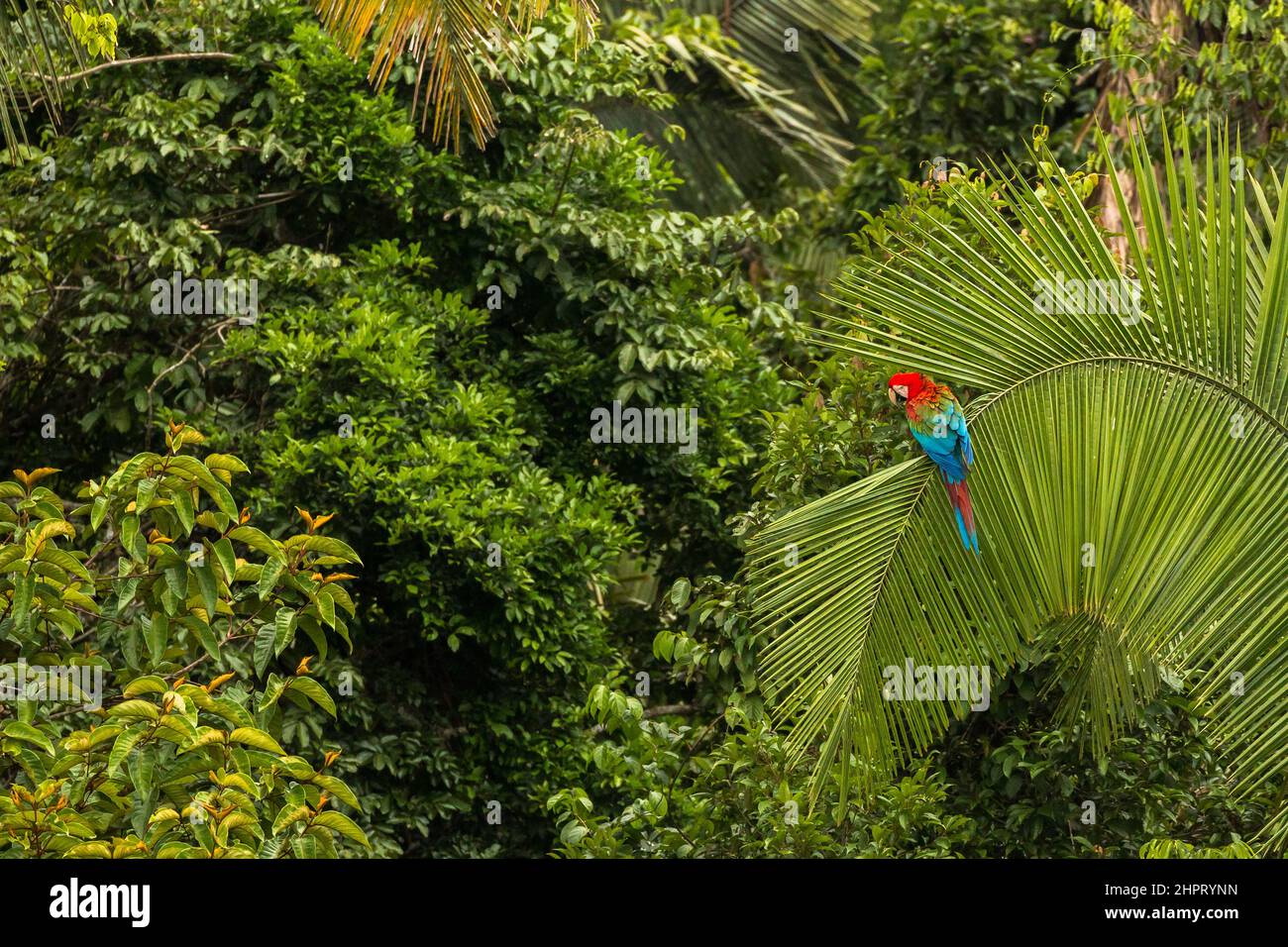 guacamaya de alas verdes sentada en la palma de la palmera en la zona nacional de tambopata manu, perú Foto de stock