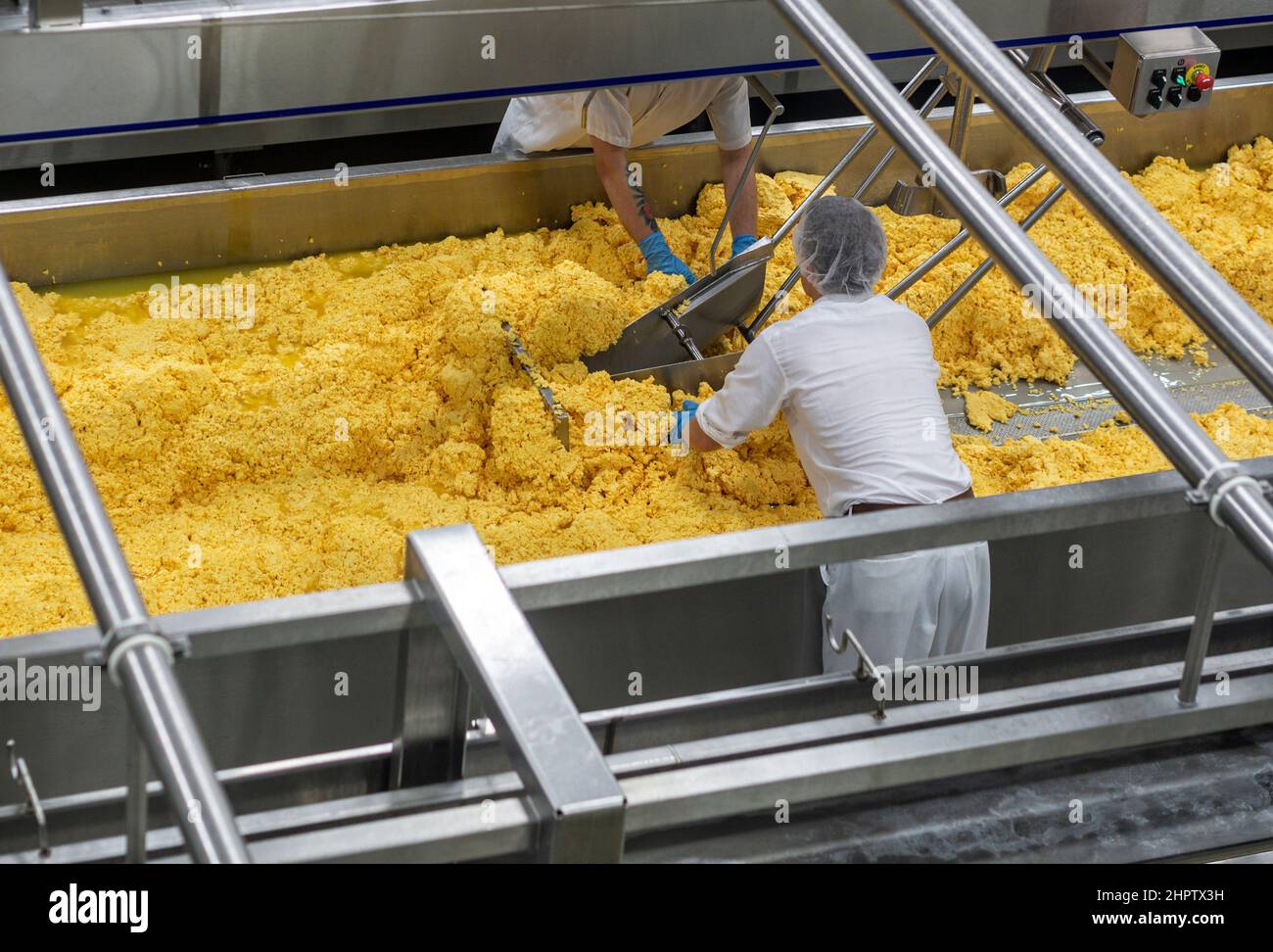 Torneado de las cuestas en la cooperativa de queso de St Albert: Dos trabajadores vuelven y rompen las cuajadas de queso en una línea de producción para el queso de la fábrica de copo. Foto de stock