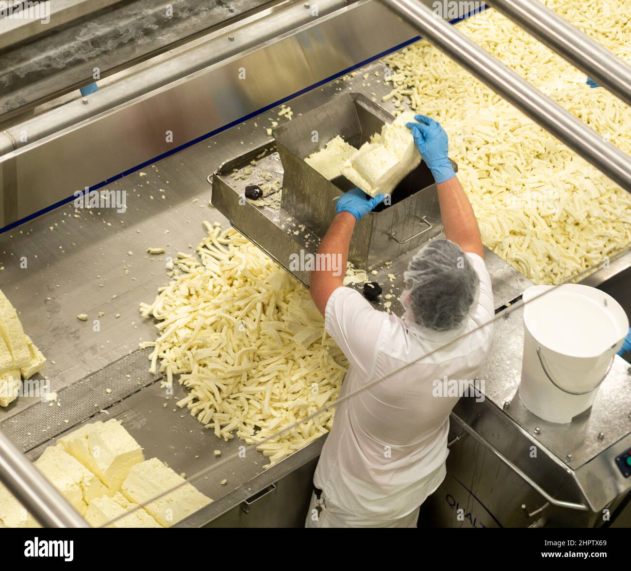 Trituración de la cuajada en la cooperativa de queso St Albert: Un trabajador hace grandes bloques de queso fresco en un cortador para triturarlos en rizos de cuajada en la fábrica de queso Coop. Foto de stock