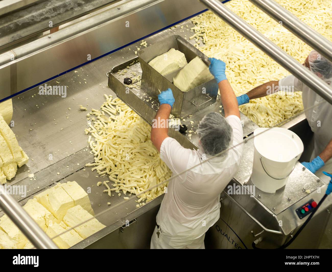 Trituración de la cuajada en la cooperativa de queso St Albert: Dos trabajadores levantan grandes bloques de queso fresco en un cortador para triturarlos en rizos de cuajada en la fábrica de queso Coop. Foto de stock