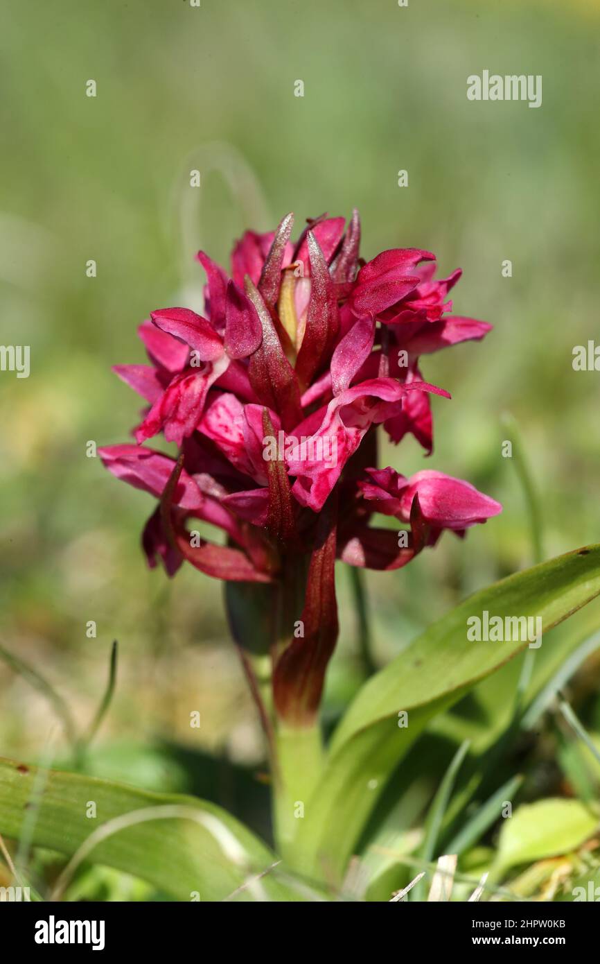 Early Marsh Orchid, Dactylorhiza incarnata, subespecie coccinea, Shetland, Escocia, REINO UNIDO Foto de stock