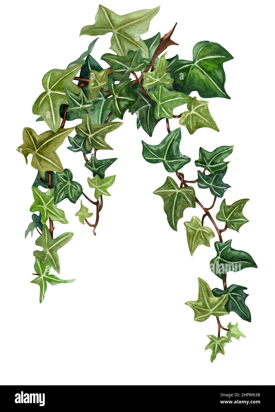 Ilustración de hiedra botánica en acuarela. Hojas de hiedra verde